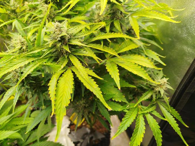 Mini Toffee Pudding Auto. Week 10