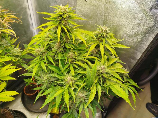 Mini Toffee Pudding Auto. Week 10
