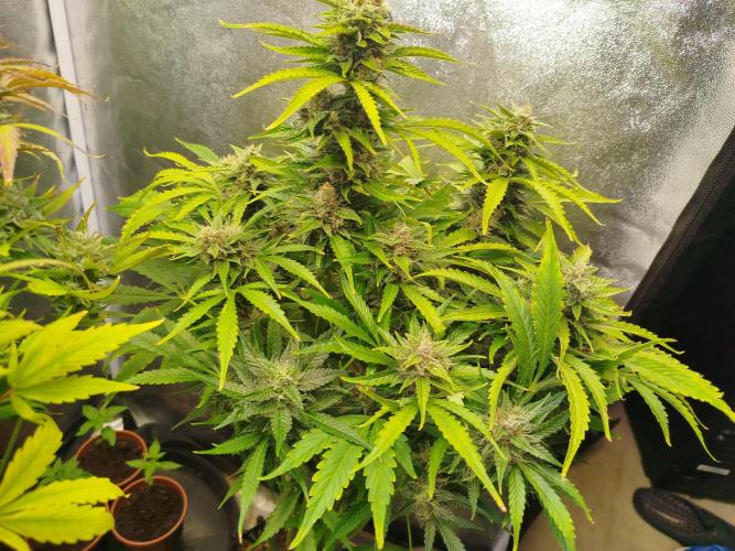 Mini Toffee Pudding Auto. Week 10