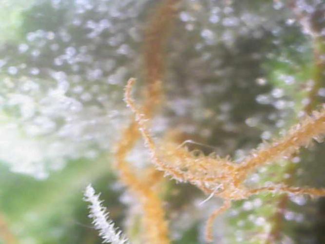 Mini Toffee Pudding Auto. Week 10