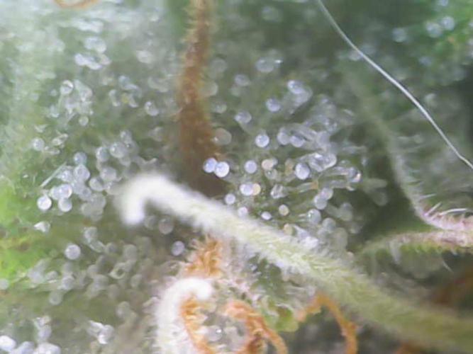 Mini Toffee Pudding Auto. Week 10