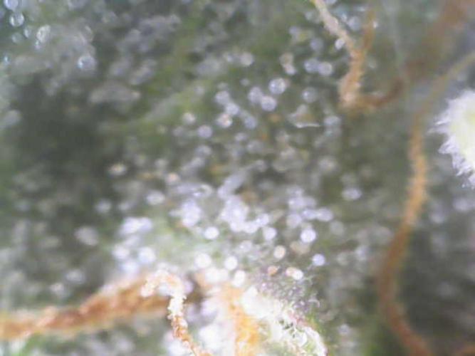 Mini Toffee Pudding Auto. Week 10