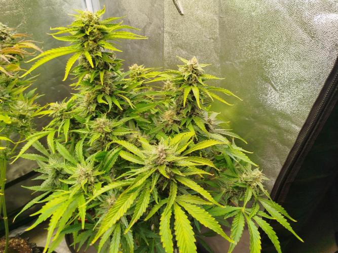 Toffee Pudding Auto. Week 10