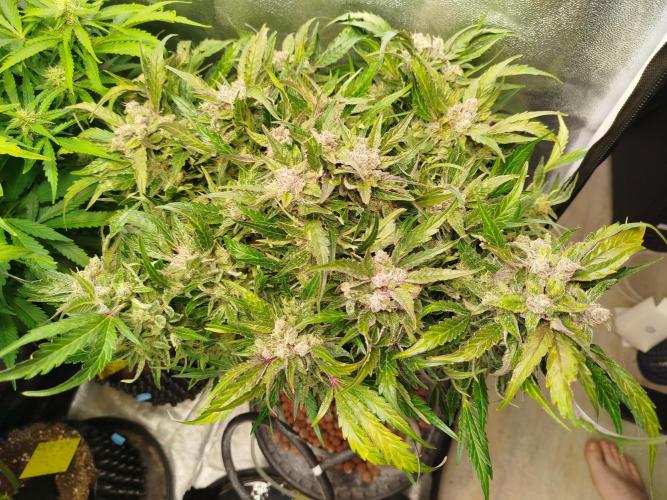 Royal Critical Auto DWC My fav. Week 10
