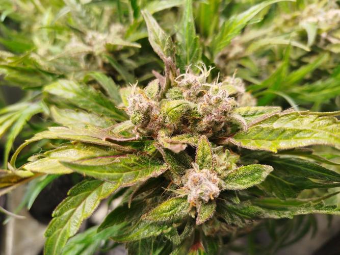 Royal Critical Auto DWC My fav. Week 10