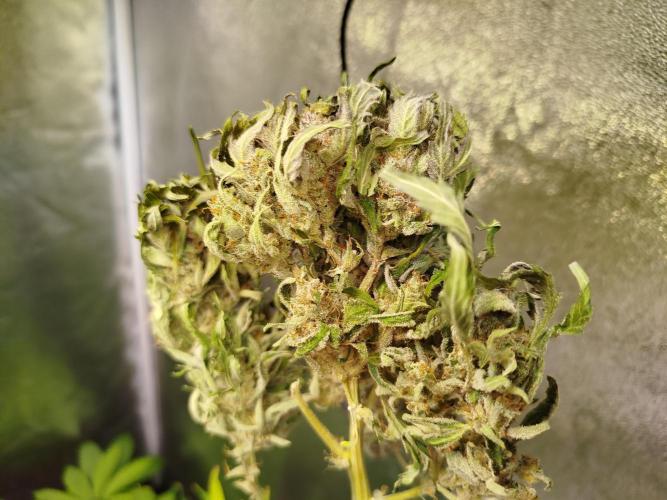 Royal Critical Auto DWC My fav. Week 10