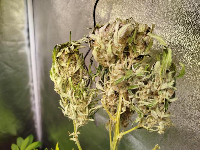 Royal Critical Auto DWC My fav. Week 10