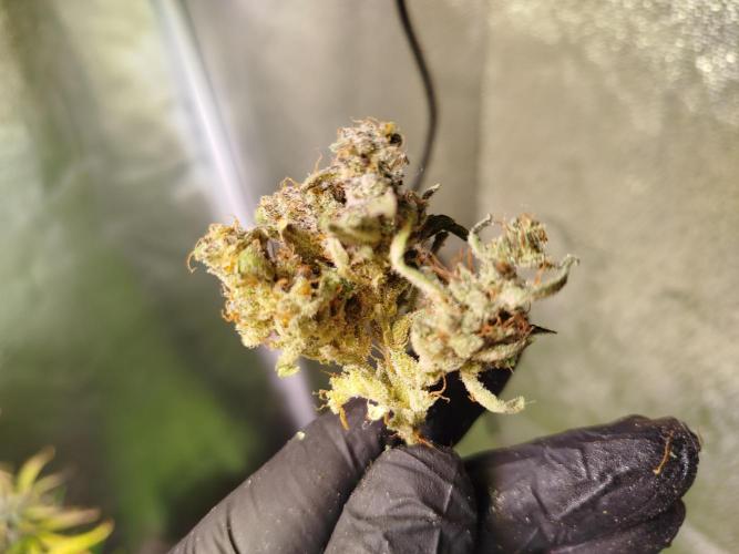 Royal Critical Auto DWC My fav. Week 10