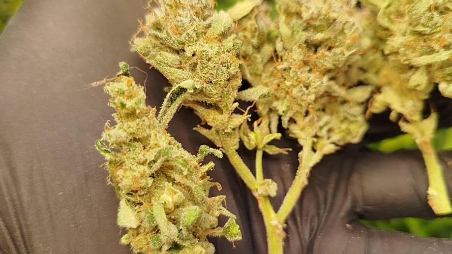 Royal Critical Auto DWC My fav