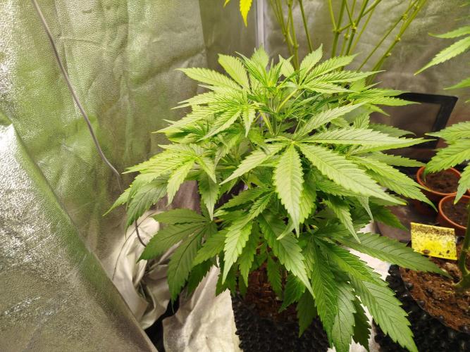 Z-Up Auto -  Ex-Bloombastic Contest 26. Week 5