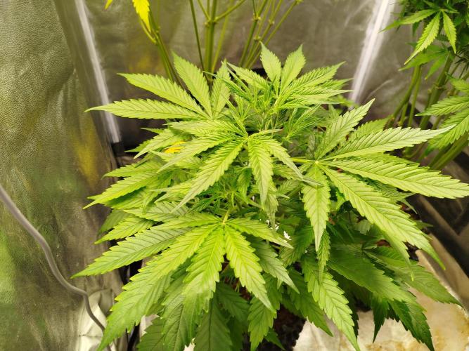 Z-Up Auto -  Ex-Bloombastic Contest 26. Week 5