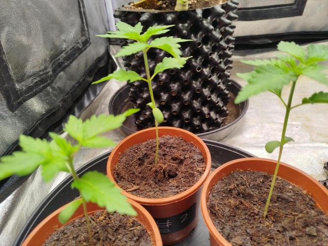 Gassy Trio | SSSC Contest 26 | F027. Week 3