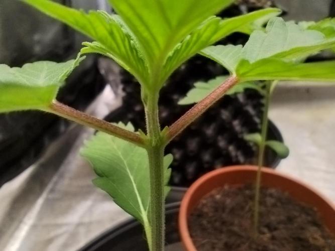 Gassy Trio | SSSC Contest 26 | F027. Week 3
