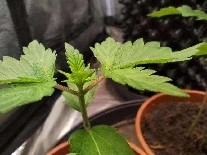 Gassy Trio | SSSC Contest 26 | F027. Week 3