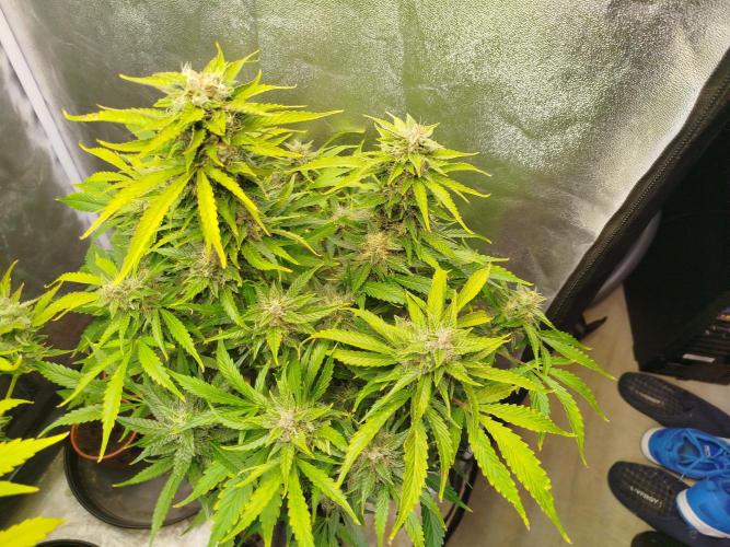 Afghan Kush Auto. Week 2