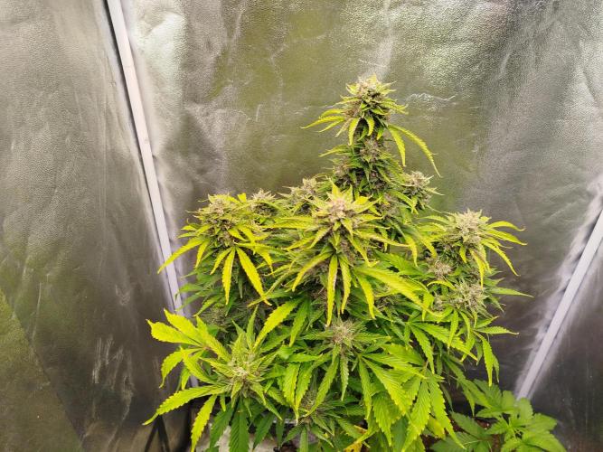 Mini Toffee Pudding Auto. Week 11