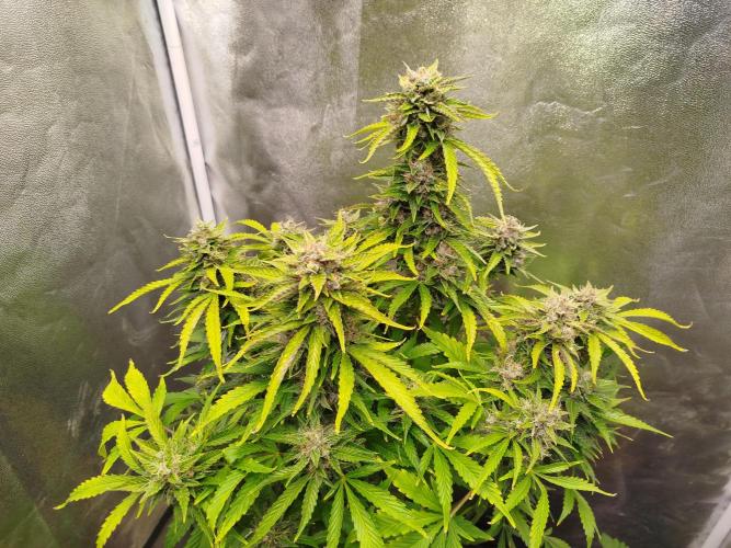 Mini Toffee Pudding Auto. Week 11