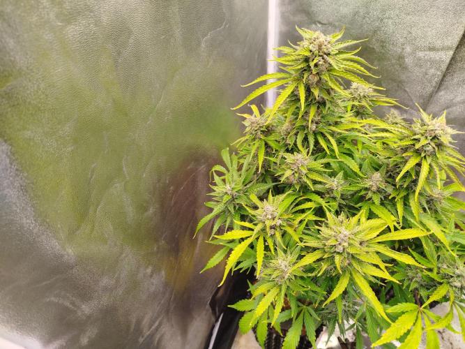Mini Toffee Pudding Auto. Week 11