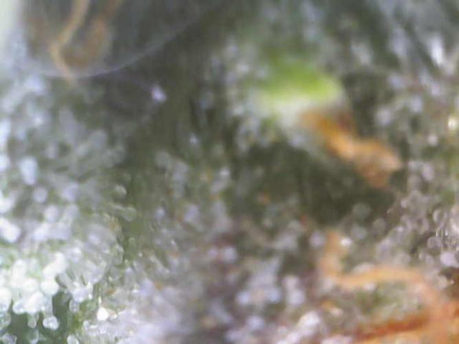 Mini Toffee Pudding Auto. Week 11