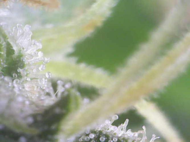 Toffee Pudding Auto. Week 11