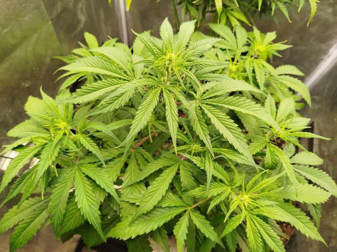 Z-Up Auto -  Ex-Bloombastic Contest 26. Week 6