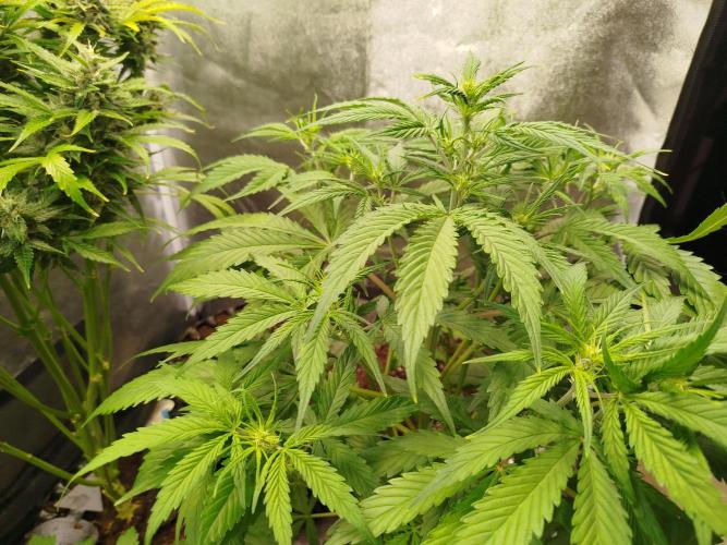 Z-Up Auto -  Ex-Bloombastic Contest 26. Week 6