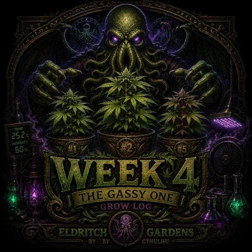 Gassy Trio | SSSC Contest 26 | F027. Week 4