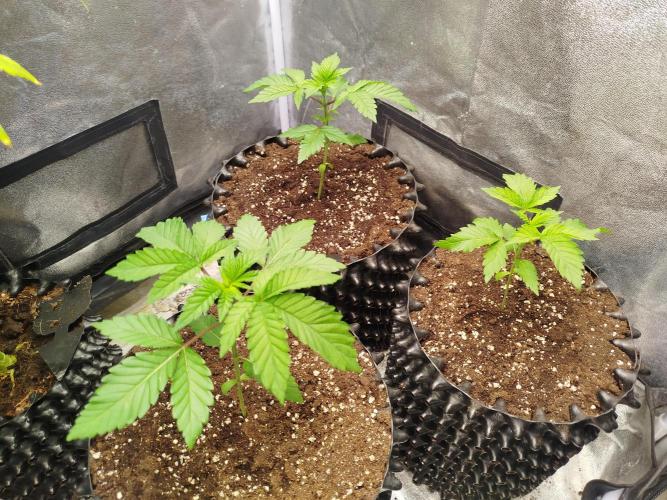 Gassy Trio | SSSC Contest 26 | F027. Week 4
