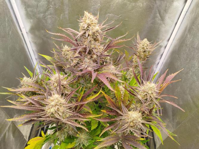 Wedding Cake Auto - Seedsman. Week 10
