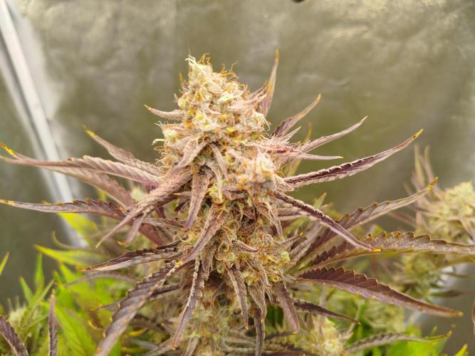 Wedding Cake Auto - Seedsman. Week 10