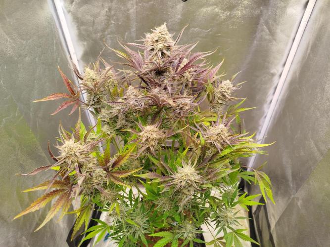 Wedding Cake Auto - Seedsman. Week 10