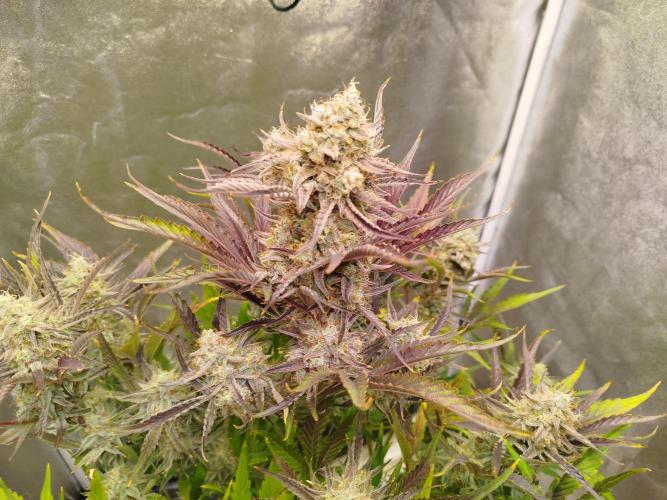 Wedding Cake Auto - Seedsman. Week 10