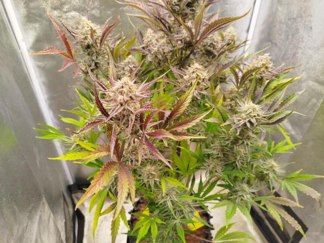 Wedding Cake Auto - Seedsman. Week 10