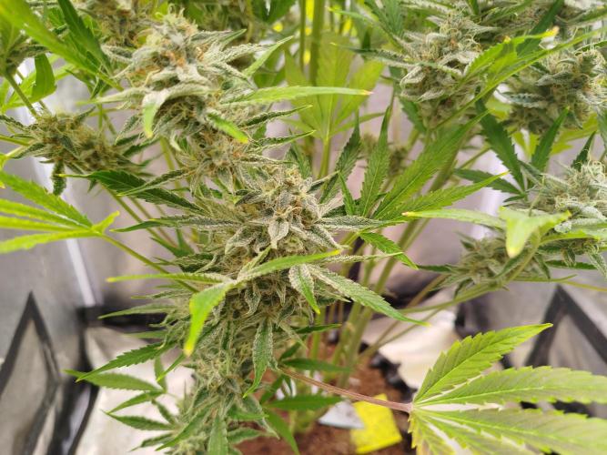 Wedding Cake Auto - Seedsman. Week 10