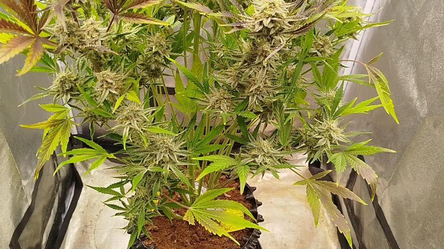 Wedding Cake Auto - Seedsman