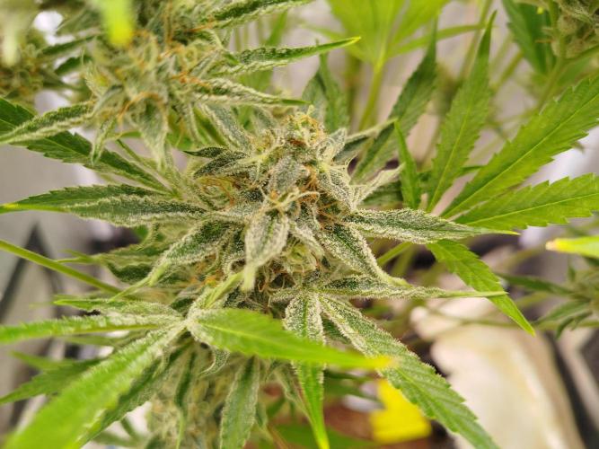 Wedding Cake Auto - Seedsman. Week 10