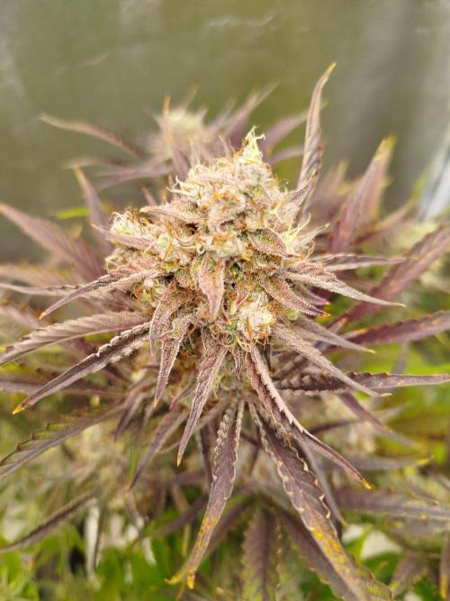 Seedsman - Wedding Cake Auto door GreenEldritchGardens