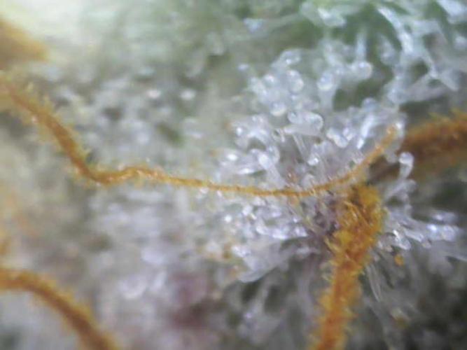 Wedding Cake Auto - Seedsman. Week 10