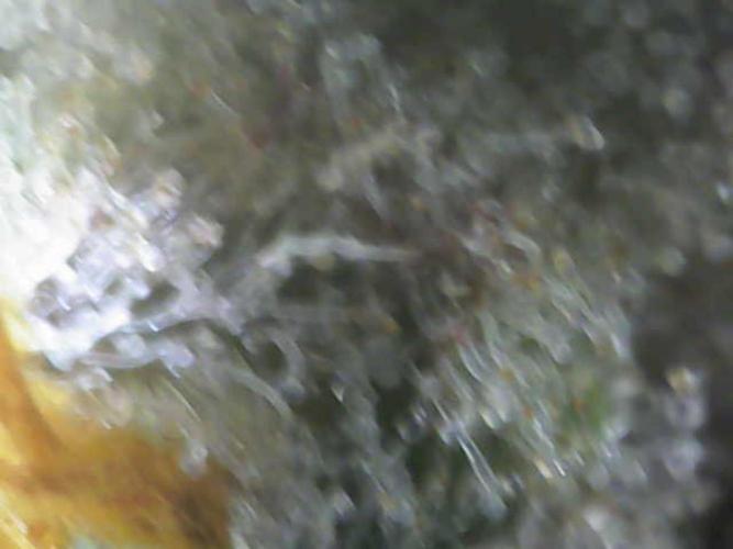 Wedding Cake Auto - Seedsman. Week 10