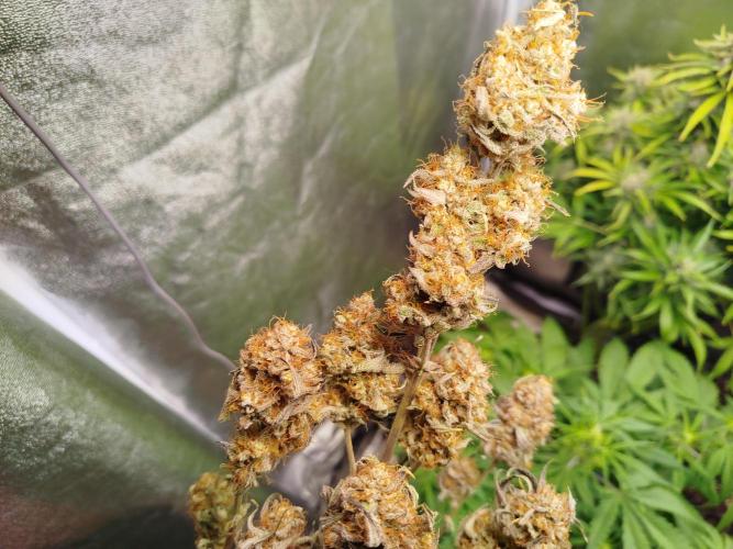Wedding Cake Auto - Seedsman. Week 10