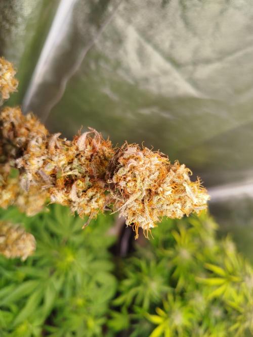 Wedding Cake Auto - Seedsman. Week 10