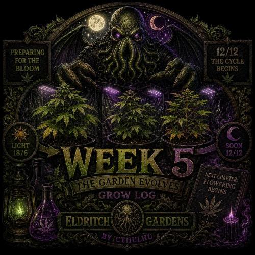 Gassy Trio | SSSC Contest 26 | F027. Week 5