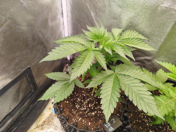 Gassy Trio | SSSC Contest 26 | F027. Week 5