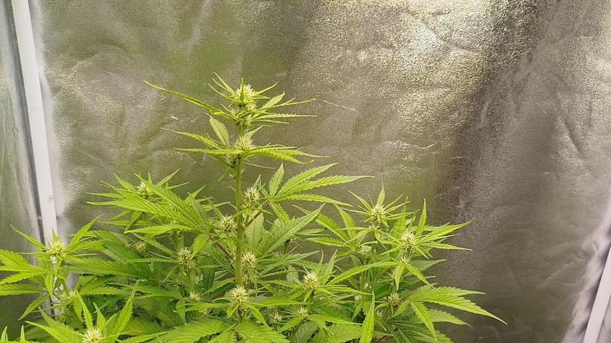 Z-Up 12/12 Auto - Ex-Bloombastic 26