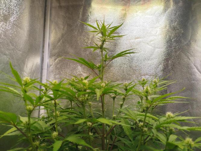 Z-Up Auto 12/12 -  Ex-Bloombastic 26. Week 7