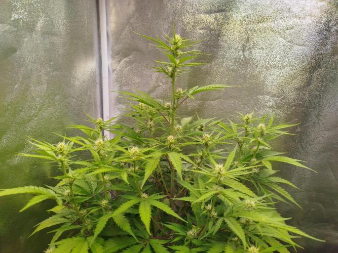 Z-Up Auto. Week 7