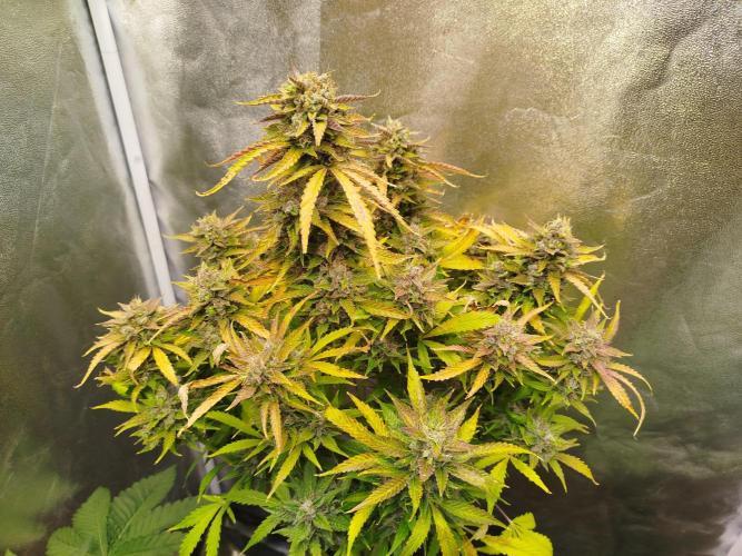 Mini Toffee Pudding Auto. Week 12