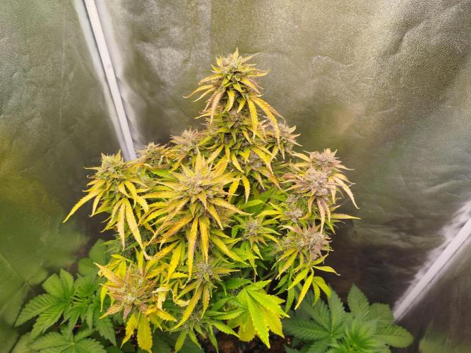 Mini Toffee Pudding Auto. Week 12