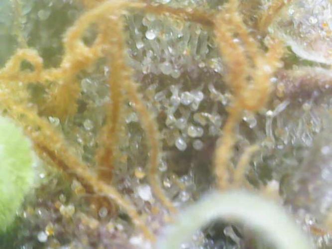 Mini Toffee Pudding Auto. Week 12