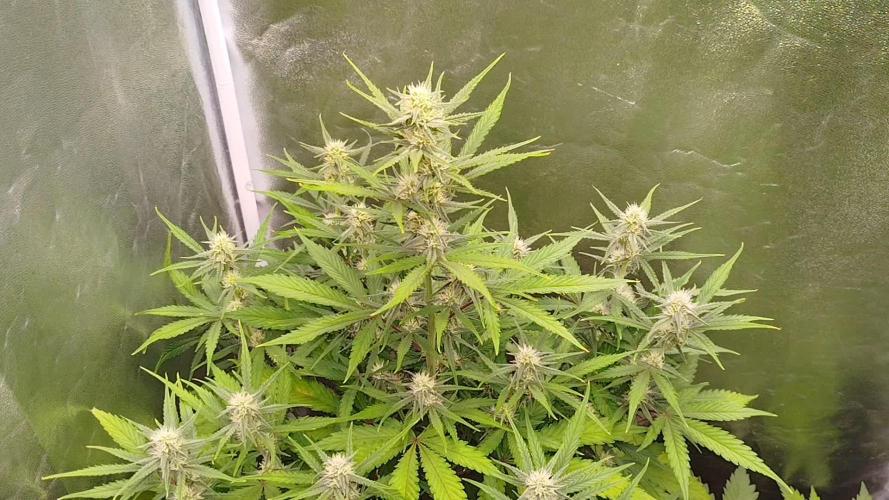 Z-Up Auto 12/12 -  Ex-Bloombastic 26